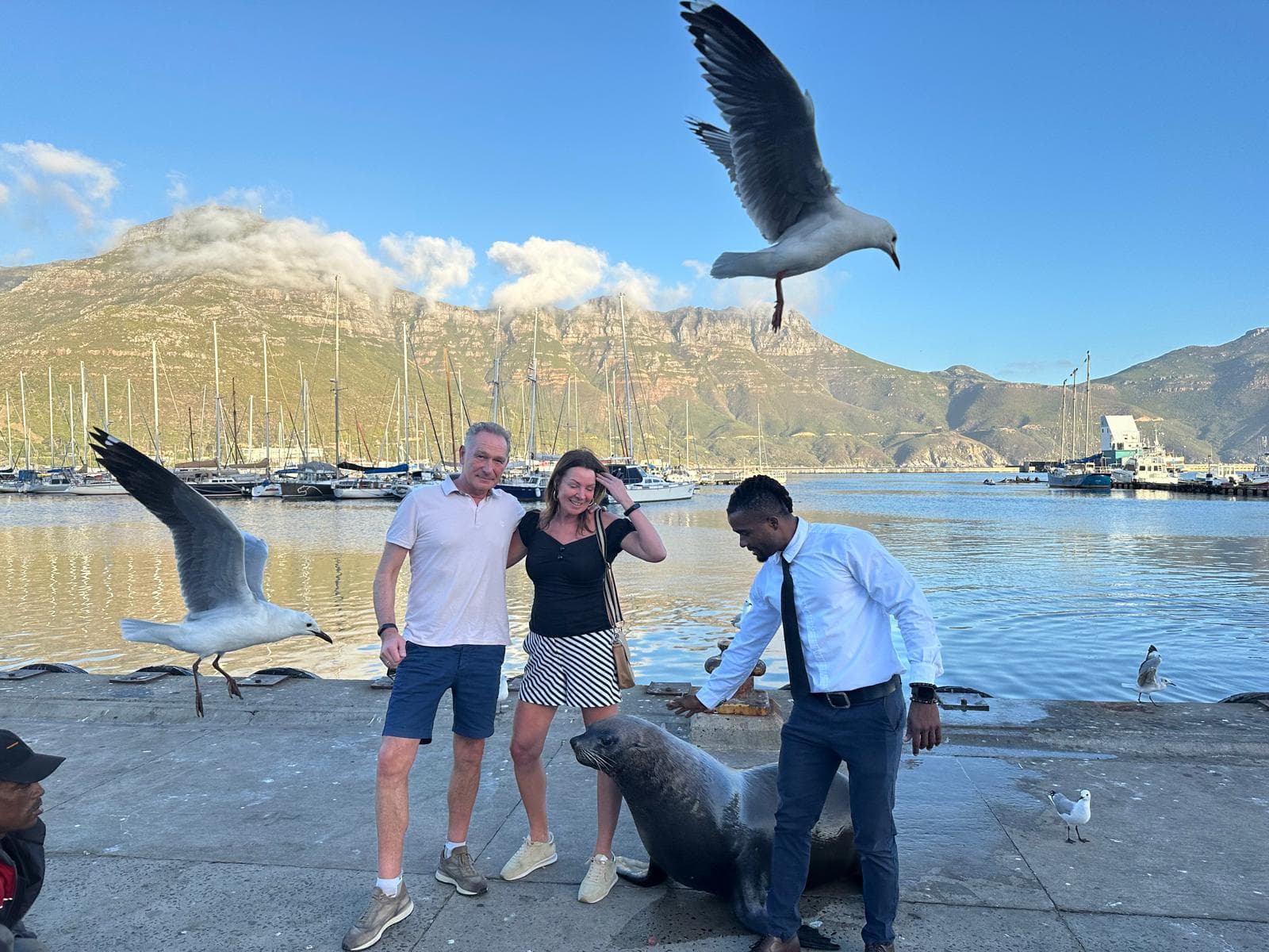 Guests on the Hout Bay harbour wall with our team, watching a seal